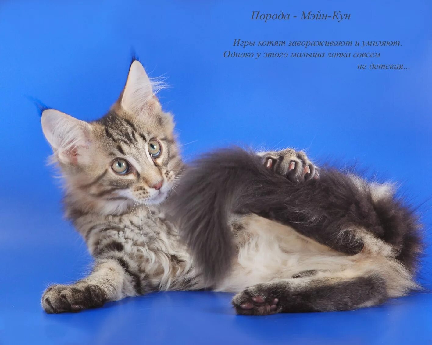 котосова. гибриды животных. смесь двух животных. несуществующие животные. породы всех кошек.