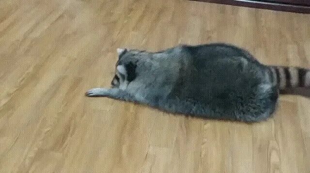 Енот гиф. Толстый енот гифка. Еноты гифки смешные. Смешные еноты gif