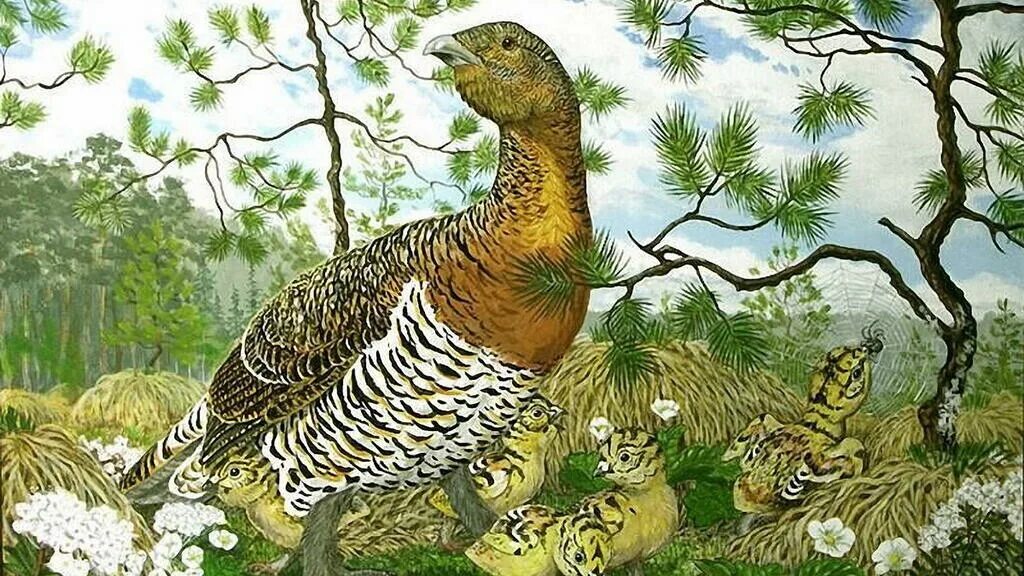 Капалуха 3. Иллюстрация к рассказу капалуха 3 класс. Иллюстрация к рассказу капалуха 3 класс. Иллюстрация к рассказу капалуха 3 класс. Перепелка.