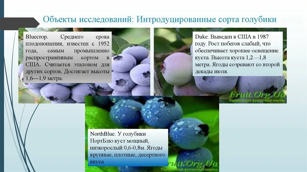 Голубика какой сорт сажать. Голубика сорт дюк. голубика дюк описание сорта. сорт голубики дюк описание сорта. голубика дюк блюкроп.
