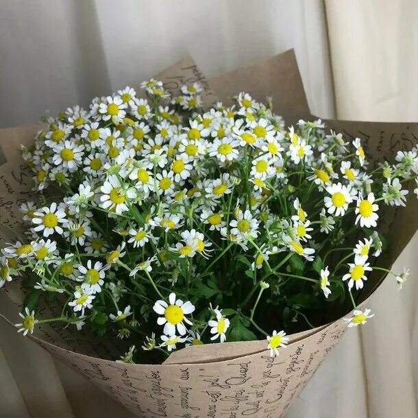 Ромашка кустиком. Ромашка кустовая. ромашка арт. город романтиков и ромашек. фото 1 кустика ромашки или хризантемы в упаковке для ребенка.