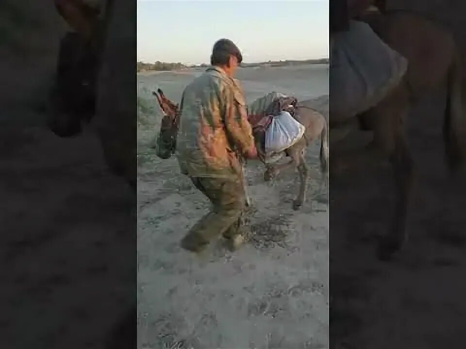 Стал осел умнее. Вырубить осла в постели что. Возбужденный ишак. Осел против лошади. Верхом на осле.