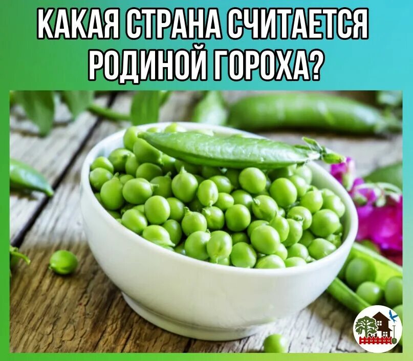 Горохов родина. Горох овощной Триумф (цв) 10гр.. Горох Адагумский 10гр/10. Горох овощной Адагумский. Зеленый горошек дорогой.