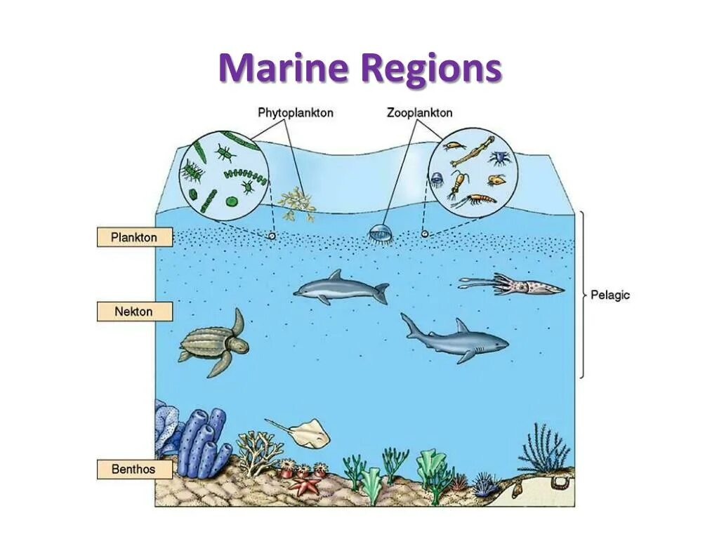 Планктон Нектон бентос. Планктон Нектон бентос водной среде обитания. Водная среда обитания планктон Нектон. Жизнь в мировом океане Нектон планктон бентос.
