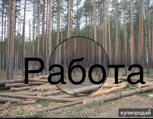 Ищу работу лесной работа. Лесное хозяйство республики карелия. Ищу работу лесной работа. Работники в лесу. Инженер лесного хозяйства.