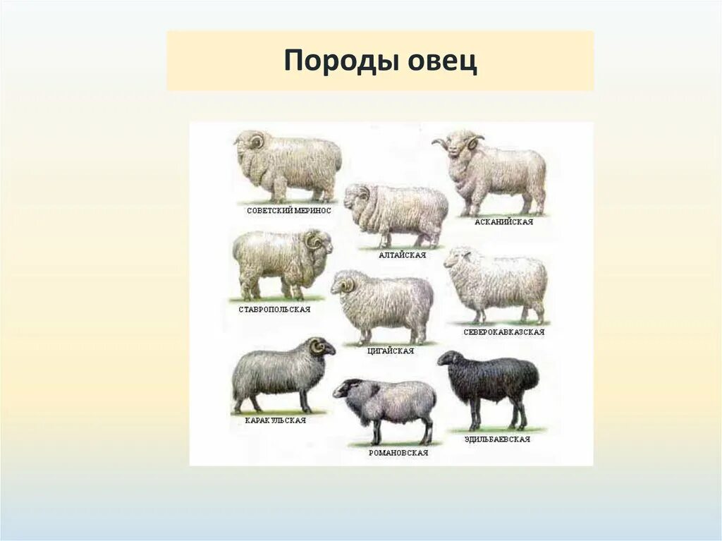 Какие породы домашних. Мироновская порода овец. Овцеводство породы овец. Породы овец в России. Породы домашних Баранов.