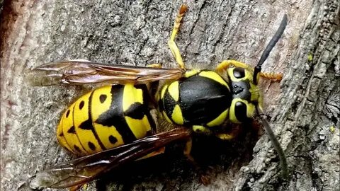 Yellow jacket
