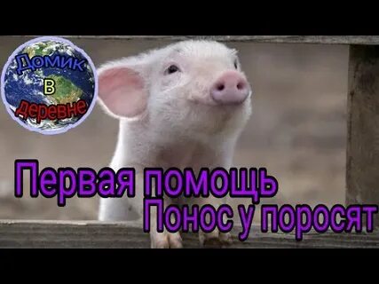 Поносит поросенок что делать