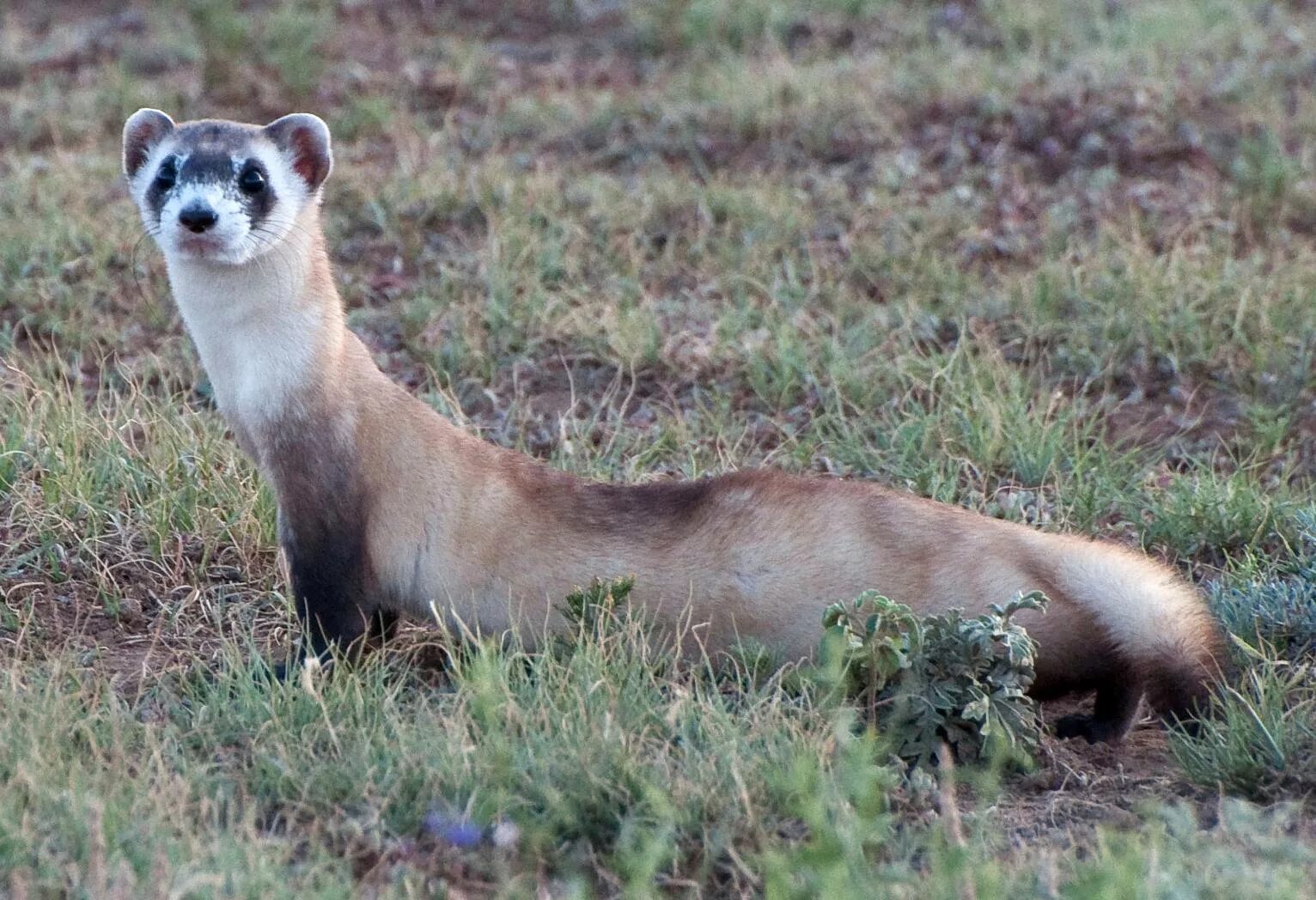 Mustela eversmanni Степной хорь. Хорёк Степной (лат. Mustela eversmanni). Амурский Степной хорь. Амурский Степной хорек. Хори про