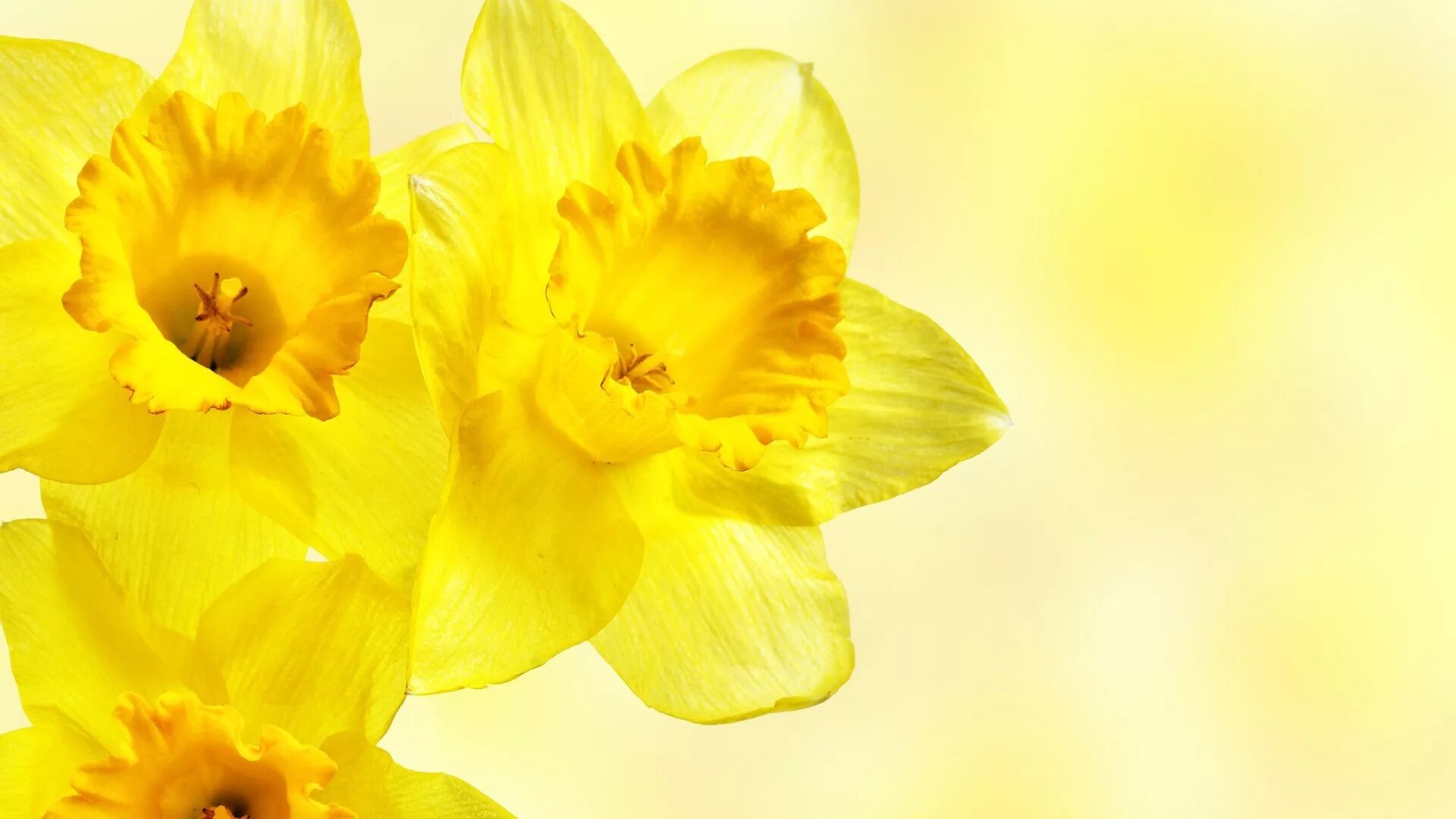 Обои желтые цветы. Нарцисс цветок. Yellow Daffodil. Жёлтый цветок. Желтый Нарцисс.