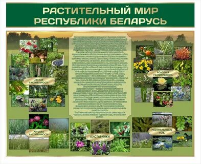 Растительный мир вариант 1