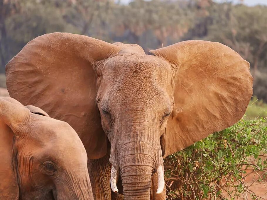 Уши слона. Коричневый слон. Слоны обмахиваются ушами. Уши африканского слона.
