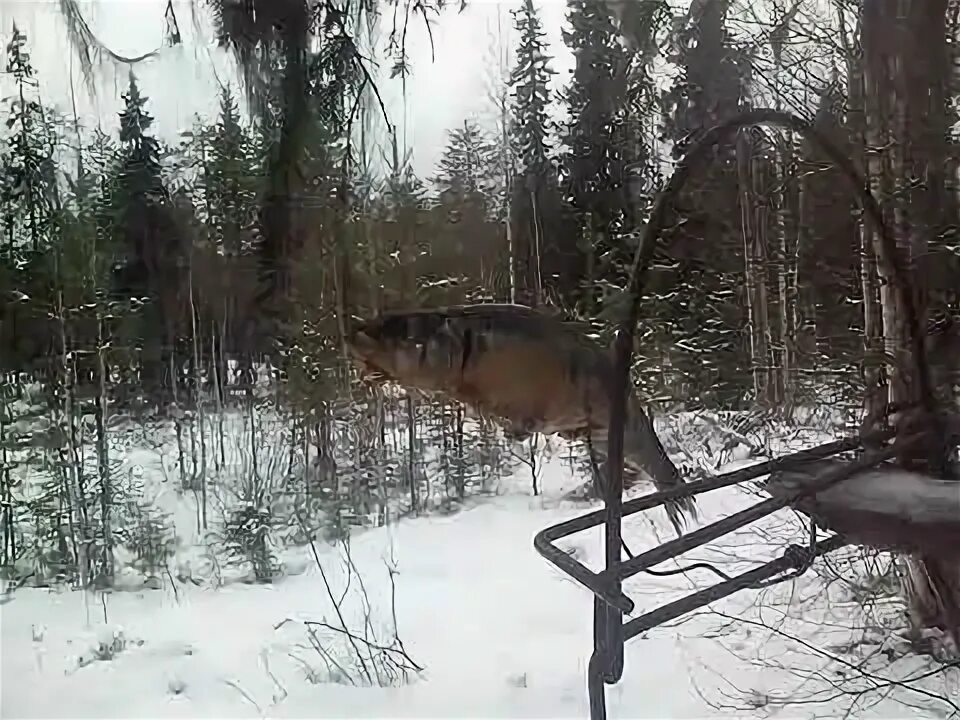 Капкан ка 2. Капкан Агафонова ка-2 на куницу. Капкан Агафонова на куницу. К2 капкан Агафонова.