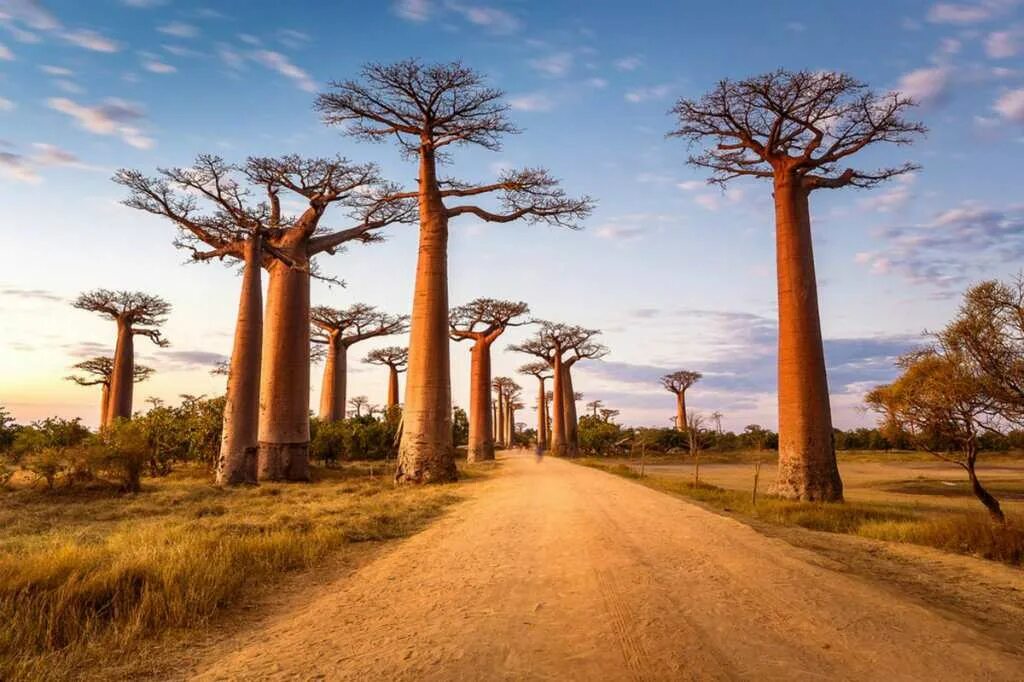 Какие деревья исчезли. Какие деревья исчезли. Кедр сибирский характеристика дерева. Драцена сокотра. 300 летняя сосна удмуртия.