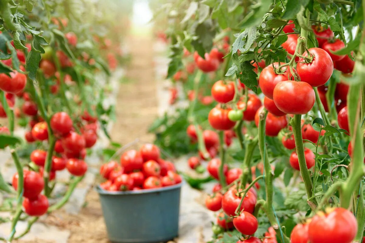 Купить рассаду томатов для теплицы. Высокорослые помидоры. Высока рослы помидоры. Теплица с помидорами. Парник для помидоров.