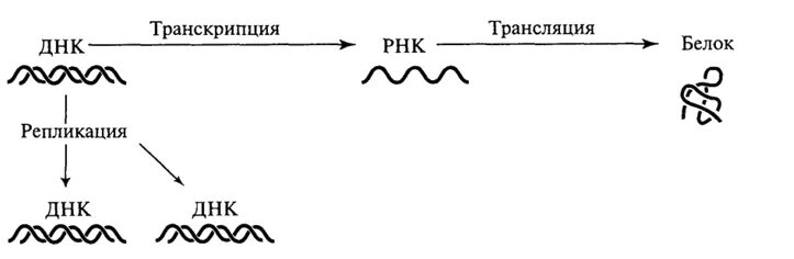 Транскрибируемая днк направление. ДНК РНК белок схема. Транскрипция ДНК схема процесса.