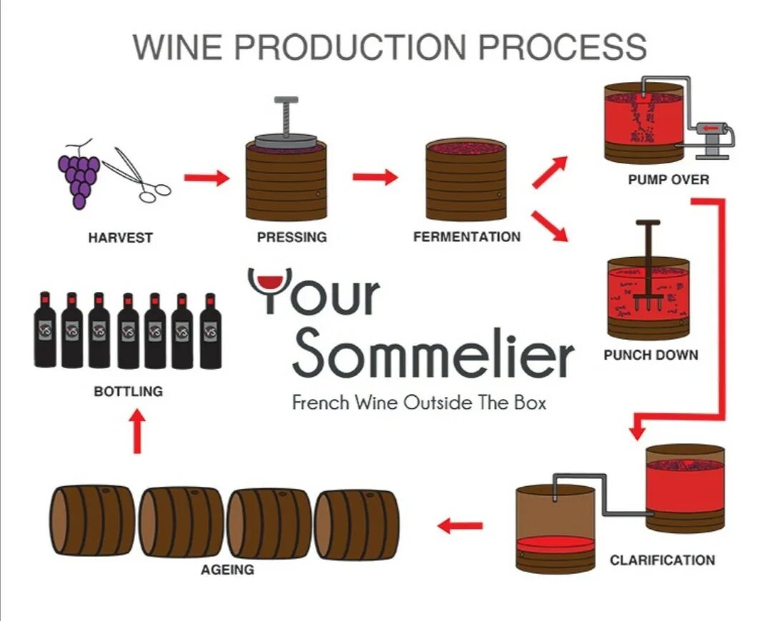 Wine processing. Wine processing