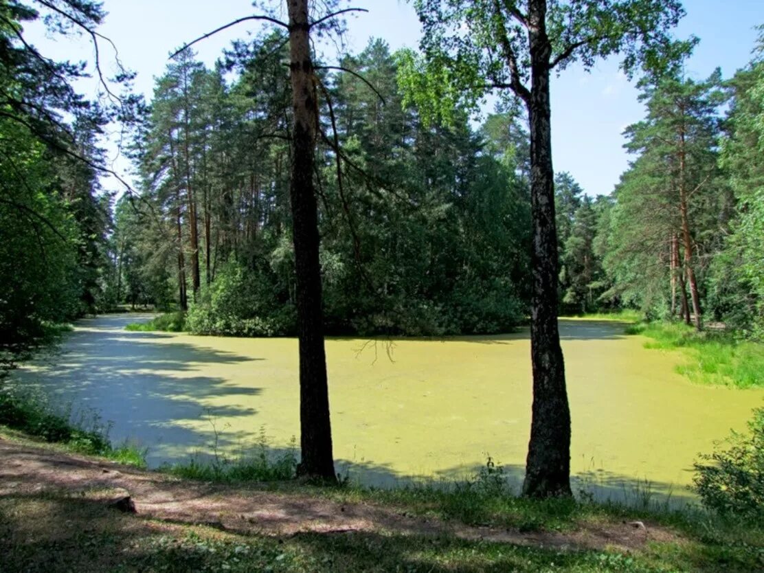 Погода в загорянском. Пруд баранка Загорянский. Лосиный остров парк пруд. Лосиный остров Загорянский. Загорянский лесопарк.