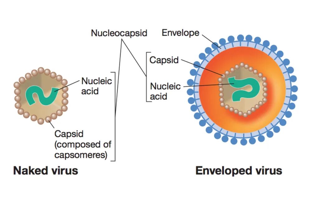 The virus can be. Вирус. Enveloped virus. Capsid. Envelope virus.
