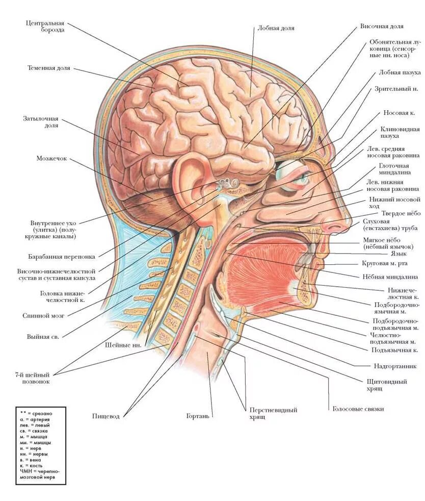 Латинское название мозга. Строение головы сбоку. Голова человека в разрезе сбоку. Строение головы человека анатомия. Внутреннее строение головы анатомия человека.