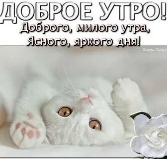 Милые картинки с добрым утром парню
