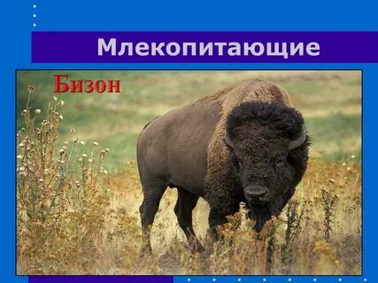 Где обитает бизон