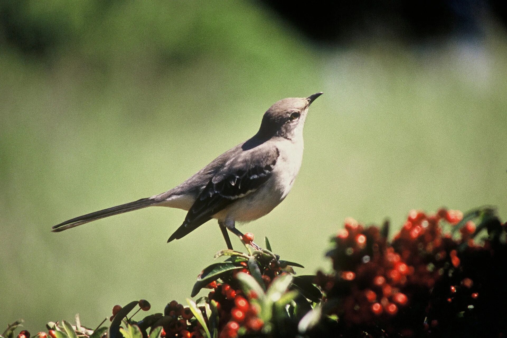 Mocking bird. Дрозд пересмешник. Многоголосый пересмешник. Белобровый певчий пересмешник. Скворец пересмешник.