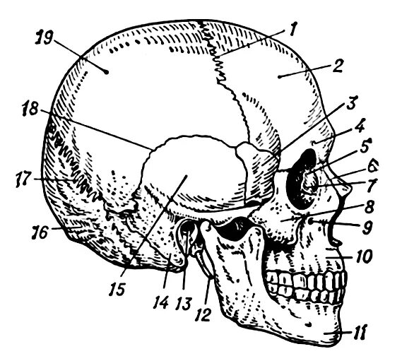 Строение костей черепа человека. Строение черепа человека вид сбоку. В правом черепе