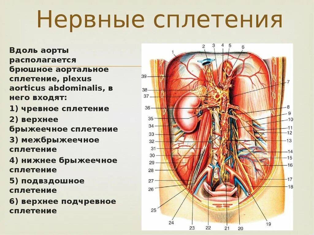 Лимфоузлы надпочечников. Чревные узлы анатомия. Анатомия брюшной полости нерви. Верхнее брыжеечное сплетение чревное сплетение. Брыжеечное сплетение (поясничные ганглии).