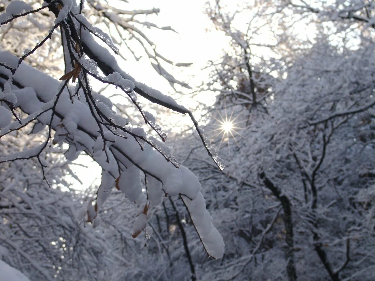 The frozen autumn. Деревья трещат от мороза. Картинки легкий мороз на деревьях. Frost apricot spring tree frozen. Стоят сильные морозы на деревьях лежат.
