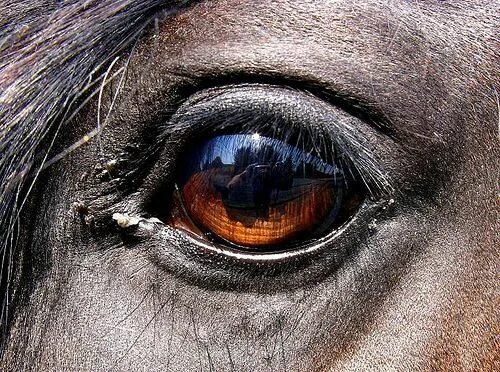 The eye has to travel Beautiful horses, Horses, Horse facts