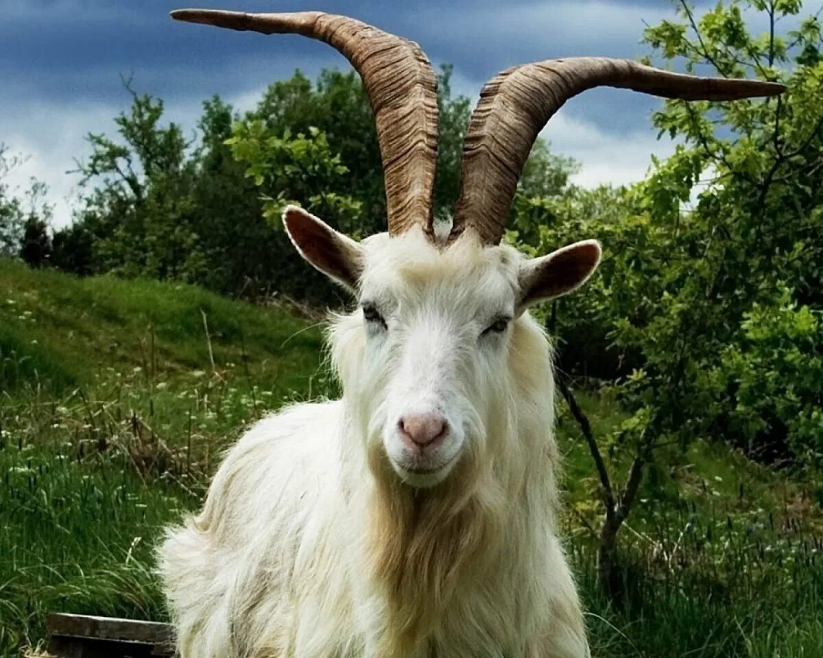 Чешская бурая коза. Goat (ангорская коза). Карпатские козы. Валлийская черношеяя коза. К чему снится козел с рогами