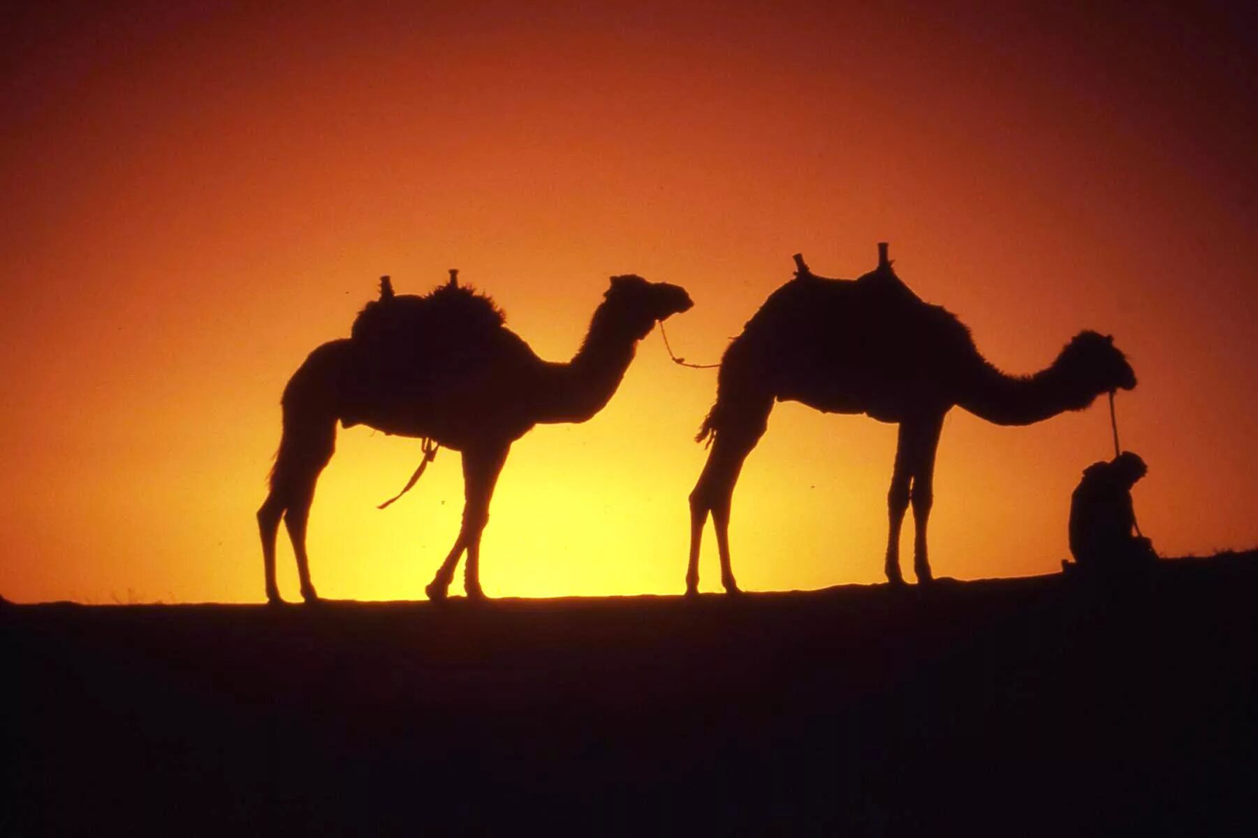 Караван одногорбых верблюдов. Саудовская Аравия Верблюды. Верблюд в пустыне. Верблюды в пустыне на закате.