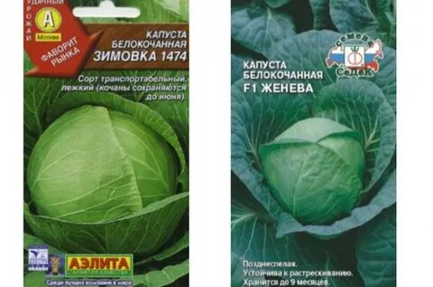 Лучшие сорта капусты для хранения на зиму