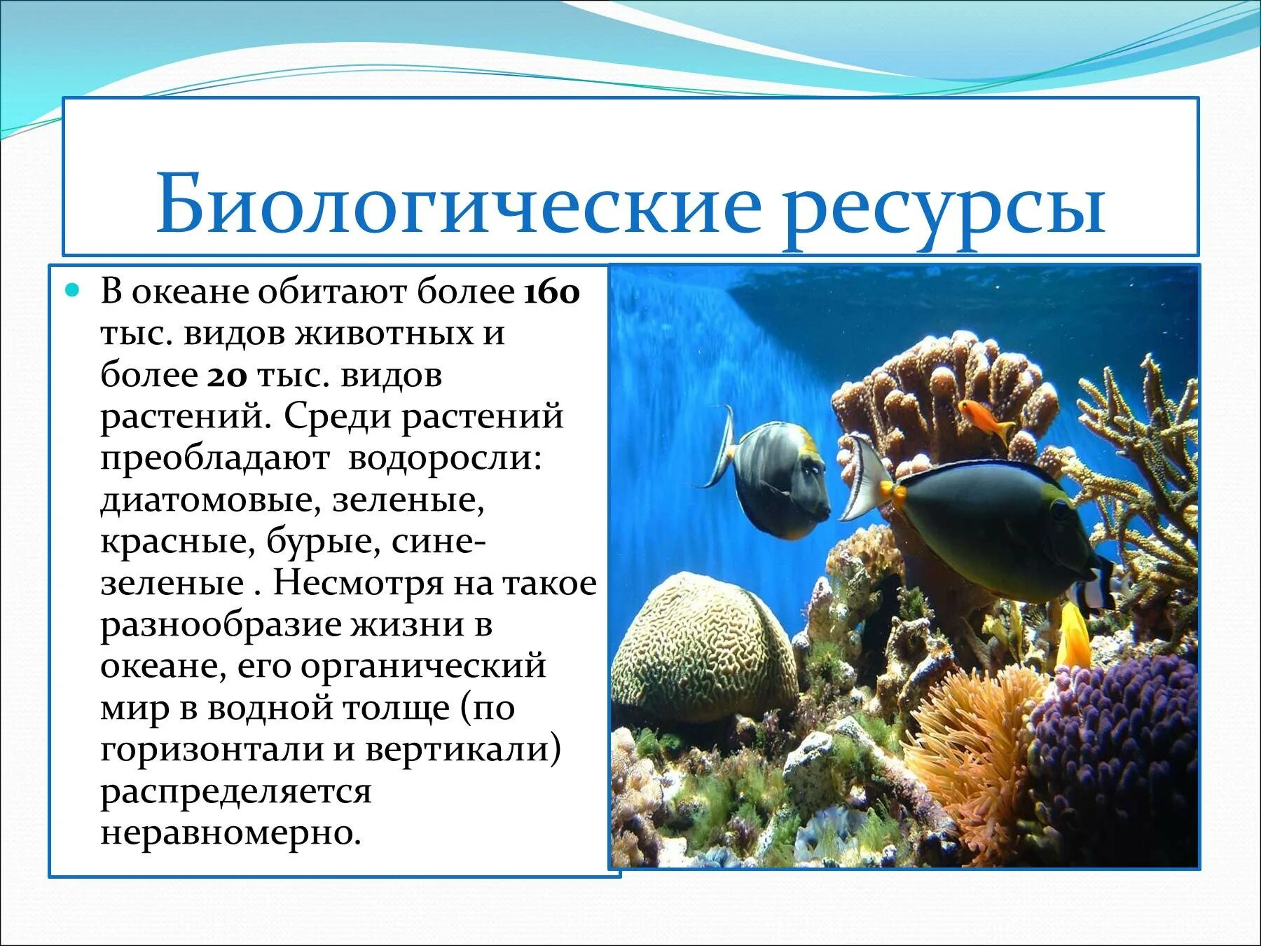 Жизнь в океане доклад 6 класс география. Биологические ресурсы. Биологические ресурсы океана. Животные и растения моря. Биологические богатства мирового океана.