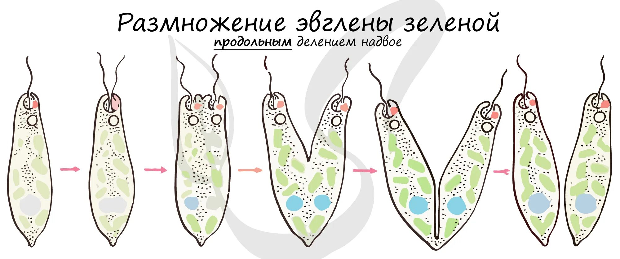 Размножение эвглены зеленой. Размножение эвглены. Бесполое размножение эвглены зеленой. Продольное деление эвглены зеленой.