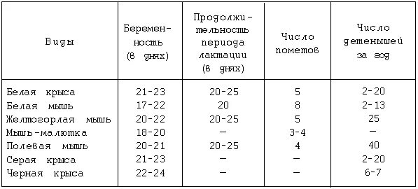 Рассказ про крысу. Температура крысы. Температура крыс. Температура крыс. Нормальная температура тела у крысы.