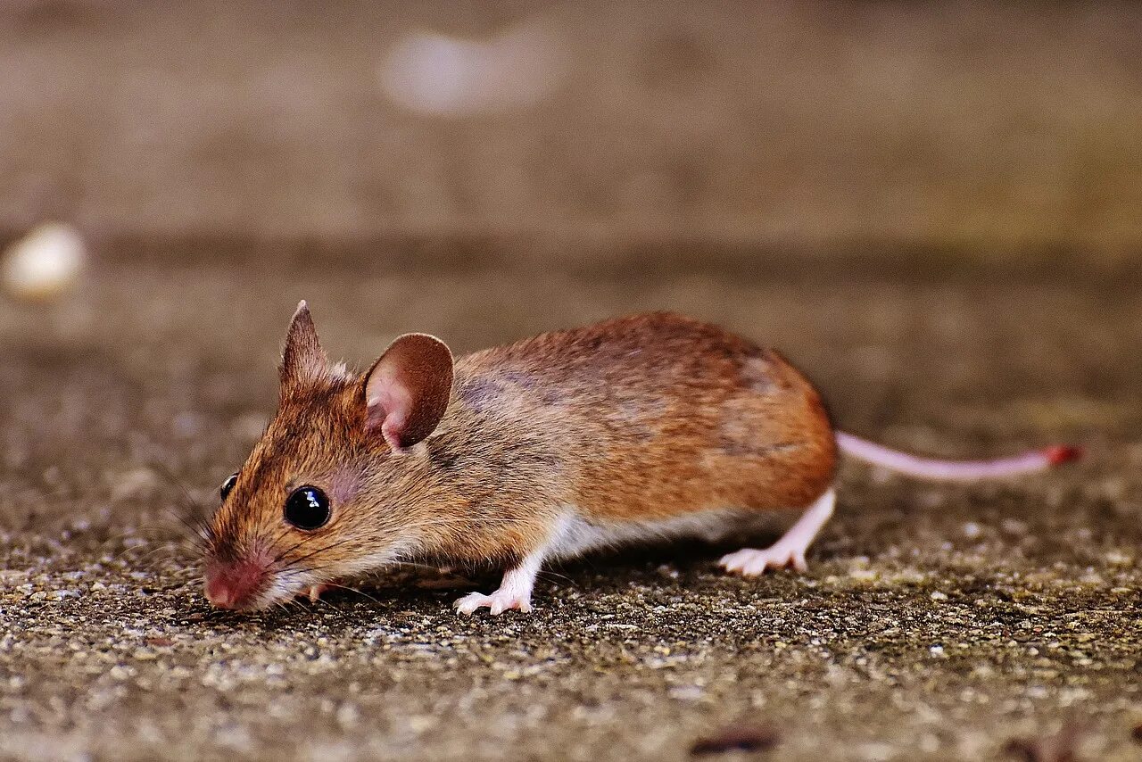Apodemus sylvaticus. Мышь животное. Рыжая крыса. Мышь грызун