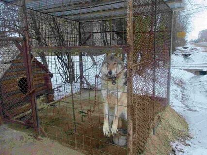 Держу дома волка