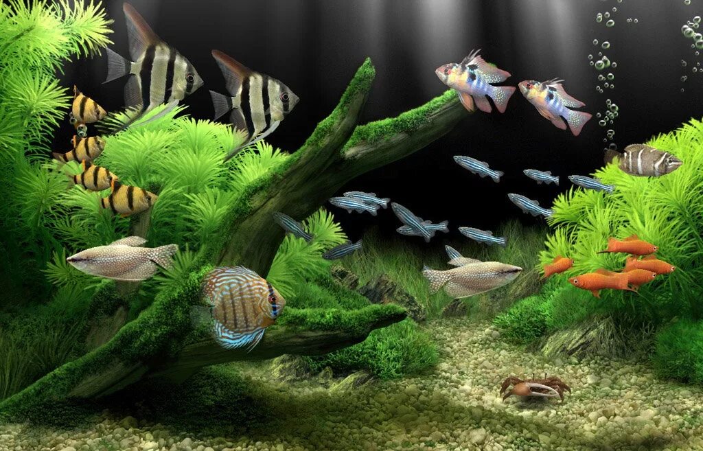 Живой аквариум андроид. Скринсейвер Dream Aquarium. Dream Aquarium игра. Живой аквариум. Рыбки для аквариума.