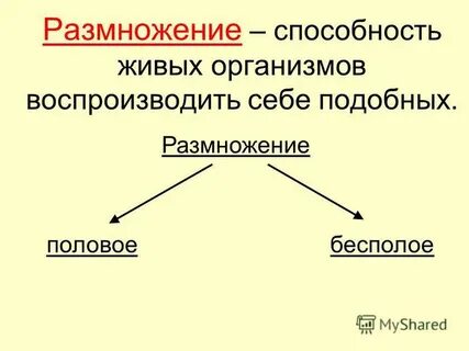 Половое размножение организмов