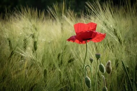 Poppy market