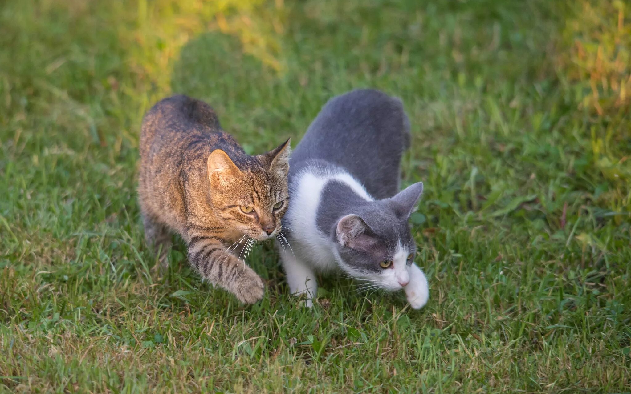 Кошечка гуляет. Кошка гуляет. Коты гуляют. Два кота. Кошка на прогулке.