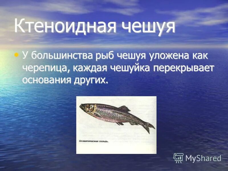 надкласс рыбы биология. надкласс костные рыбы. тема урока общая характеристика рыб. костные рыбы сельдеобразные характеристика отряда. надкласс рыбы класс.