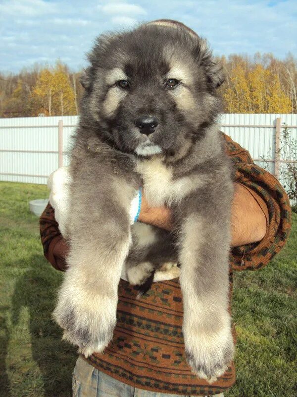 кавказская овчарка альбинос. щенок кавказской овчарки 2 недели. кавказская овчарка. кавказская овчарка щенок девочка. кавказская овчарка даром.