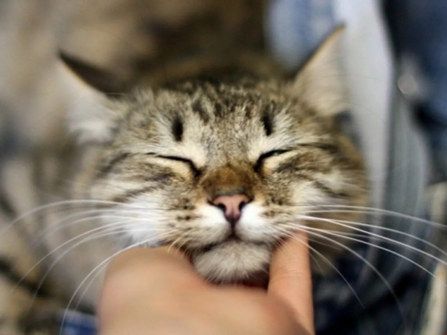 Довольно мурлыкает кошка. Кошка мурлычет. в мурчало. мурчание кошки. котик урчит.