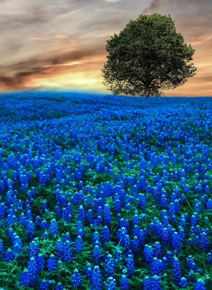 Где есть синий. Синие цветы. Голубая природа. Ярко синие цветы. Синяя природа.
