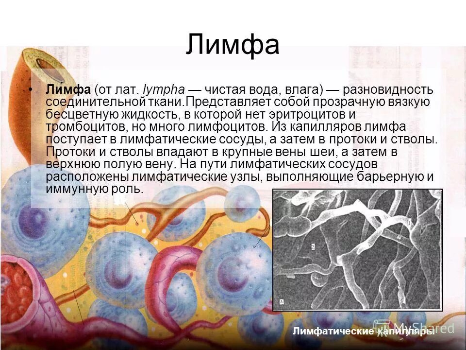 Транспорт жиров по лимфе. Жиры всасываются в лимфу. Жиры в лимфу. Что такое лимфа у человека. Строение и функции системы лимфообращения.