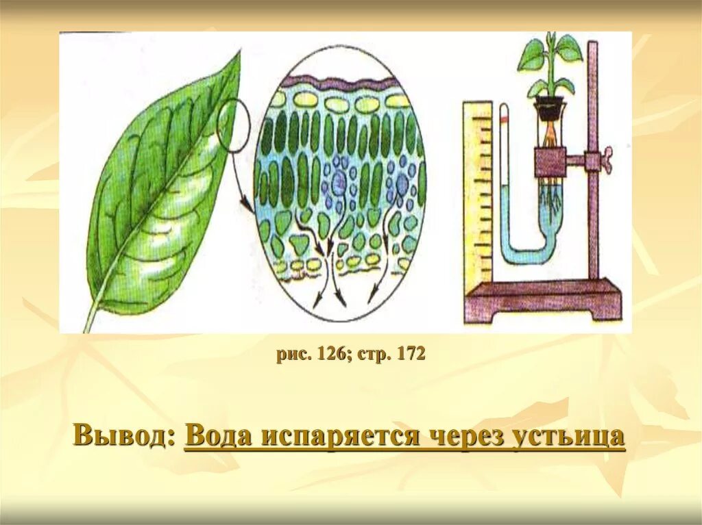 Корни испаряют воду. Испарение воды растениями 6 класс биология. Испарение воды растениями транспирация. Испарение воды листьями растений устьица. Транспирация у растений.