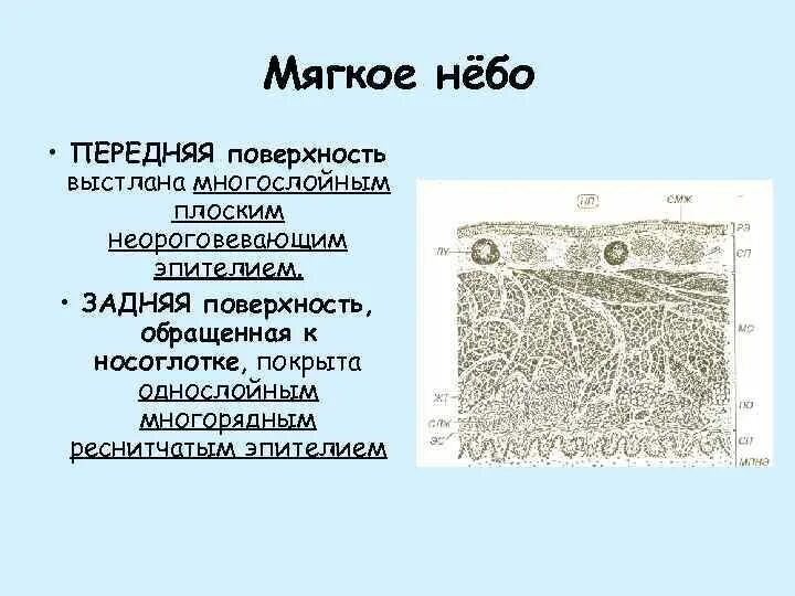 Твердое небо ткани. Твердое небо гистология препарат. Препарат твердого неба гистологический. Твердое небо гистология препарат. Твердое небо ткани.